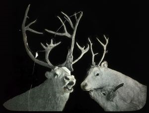 Image of Caribou ("Reindeer")